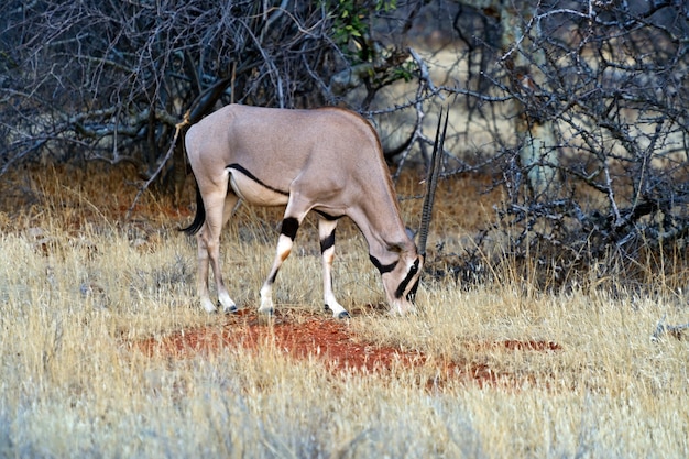 Oryx gazella Parco nazionale africano Samburu. Kenya