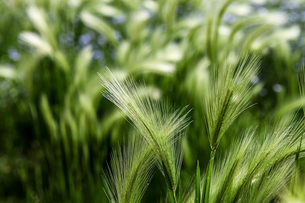 Orzo coda di volpe Hordeum jubatum nel campo