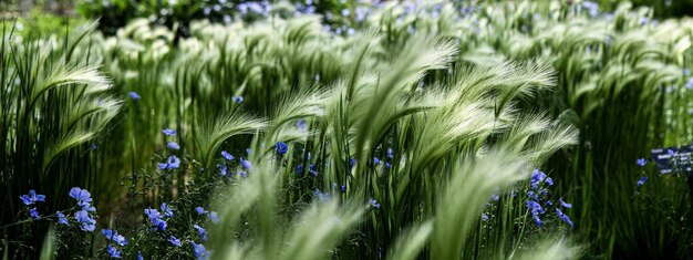 Orzo coda di volpe Hordeum jubatum nel campo