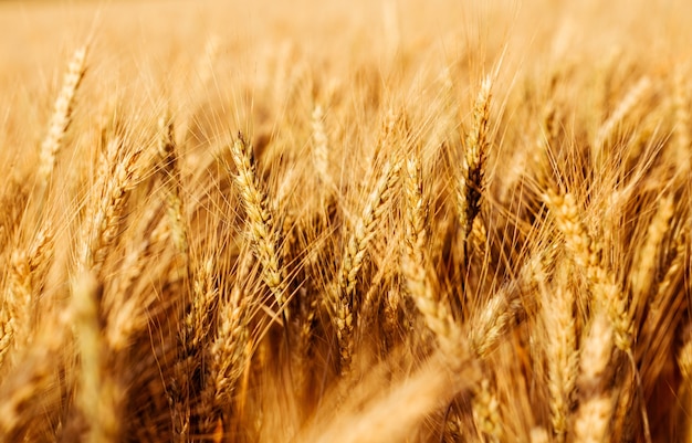 Orzo dorato, campo di grano