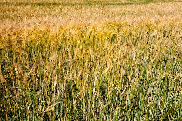 Orzo giallo verde e maturo nel campo, foto del primo piano