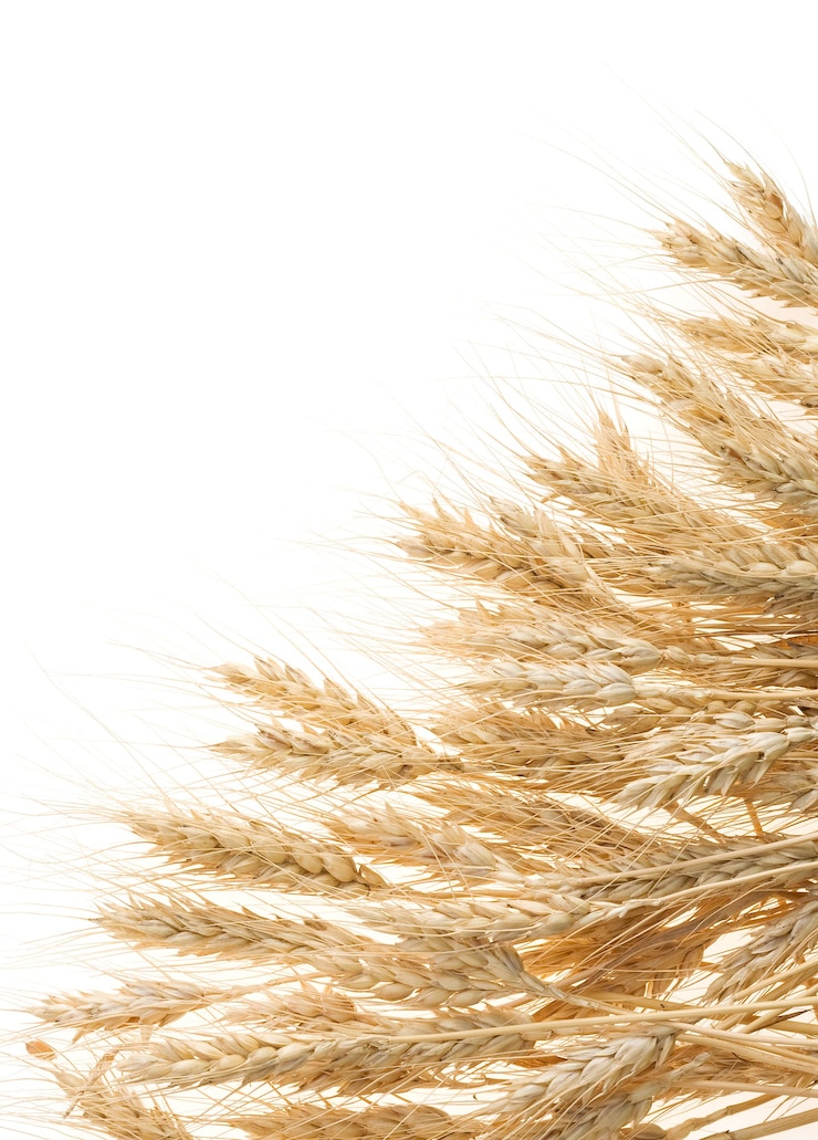 Orzo maturo dei cereali isolato