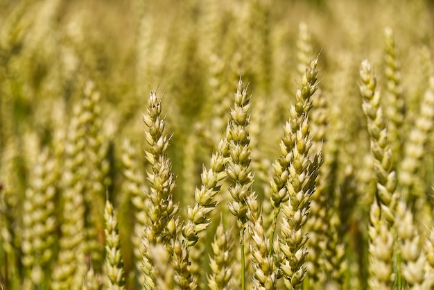 Orzo maturo nel campo in una calda giornata estiva, pronto per il raccolto.