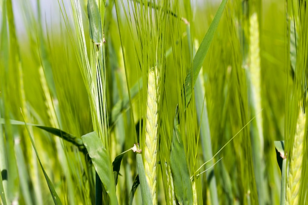 orzo verde