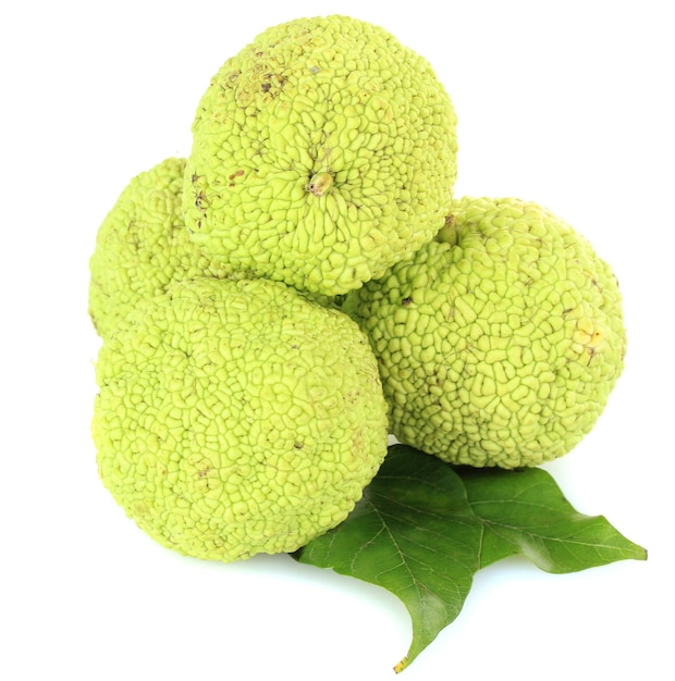 Osage Orange frutti Maclura pomifera isolato su bianco