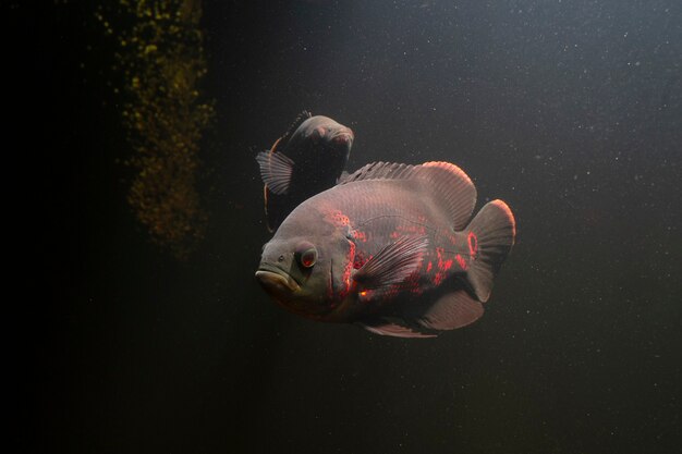 Oscar Fish Pesce d'acqua dolce sudamericano della famiglia dei ciclidi che nuota sott'acqua