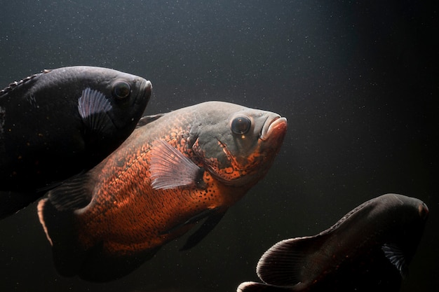 Oscar Fish Pesce d'acqua dolce sudamericano della famiglia dei ciclidi che nuota sott'acqua