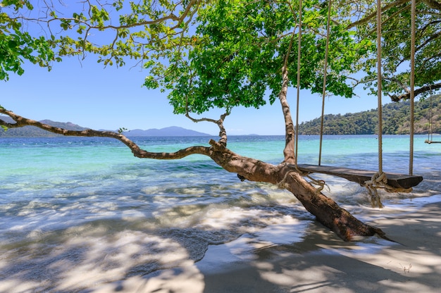 Oscillazione di legno sull'albero in mare tropicale