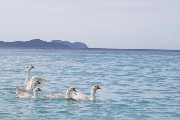 Osi bianche che nuotano in mare spiaggia di Tien Koh Larn Pattaya Thailandia