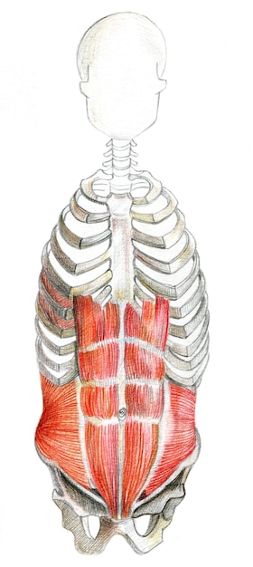 Ossa della mano umana Grafica a matita su bianco