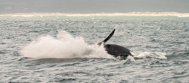 Osservazione delle balene a Hermanus Sudafrica