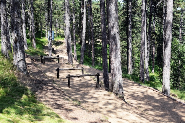 Ostacoli per l&#39;attraversamento e la formazione nella foresta