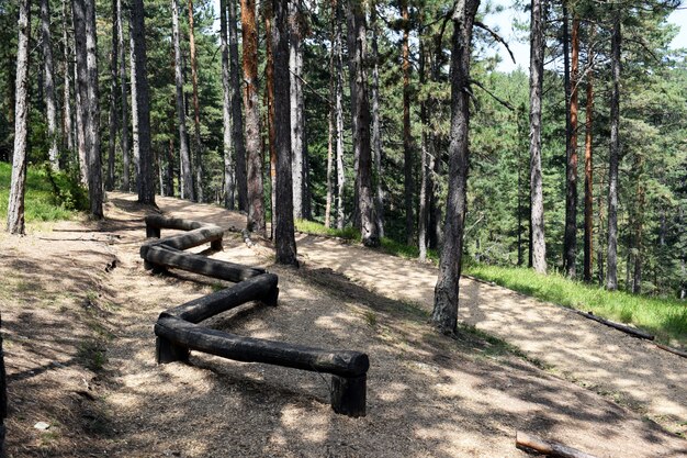 Ostacoli per l&#39;attraversamento e la formazione nella foresta