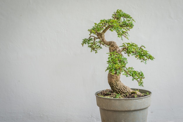 Osteomeles subrotunda bonsai