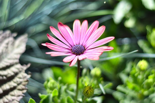 Osteospermum noto come daisybush o margherita africana