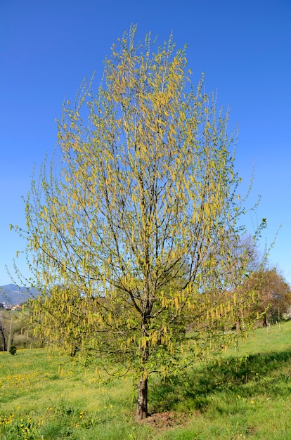 Ostrya virginiana in fiore.