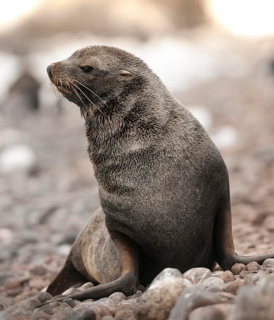 Otaria orsina antartica Arctophoca gazella una spiaggia Penisola antartica