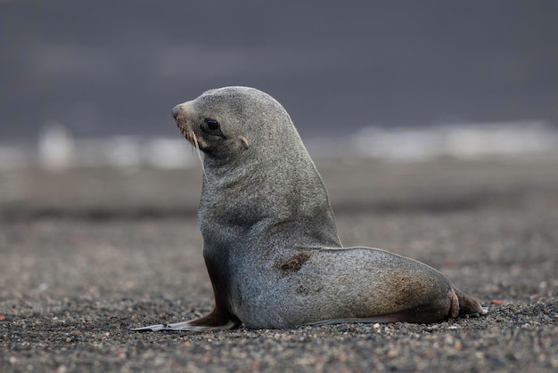 Otaria orsina antartica Deception Island Penisola antartica