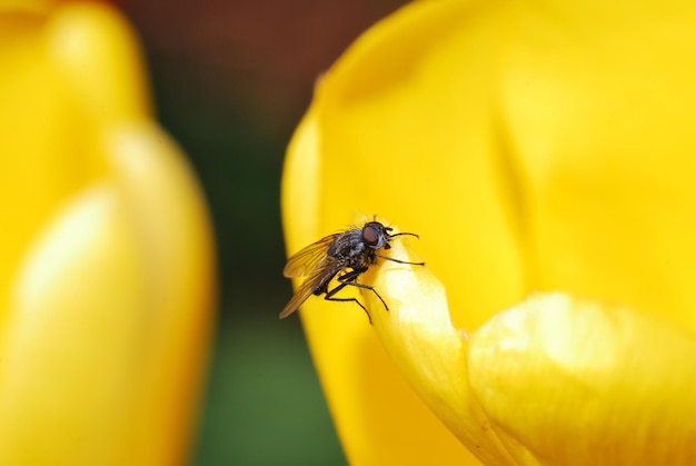 Ottima vista che vola su un tulipano giallo