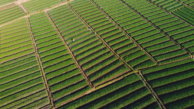 Ottima vista sulla fattoria di cipolle?