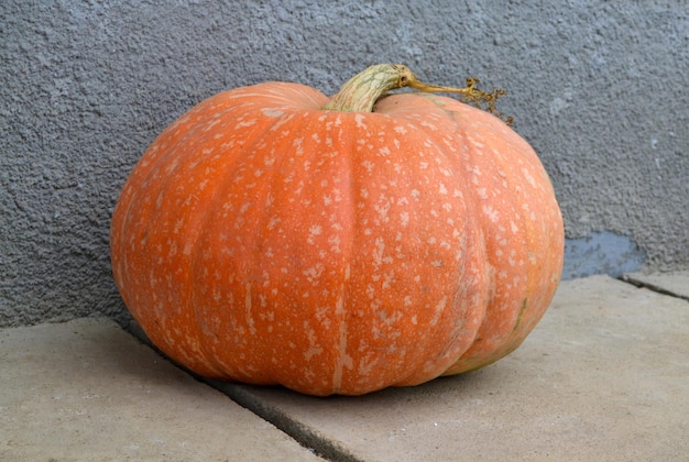 Ottima zucca