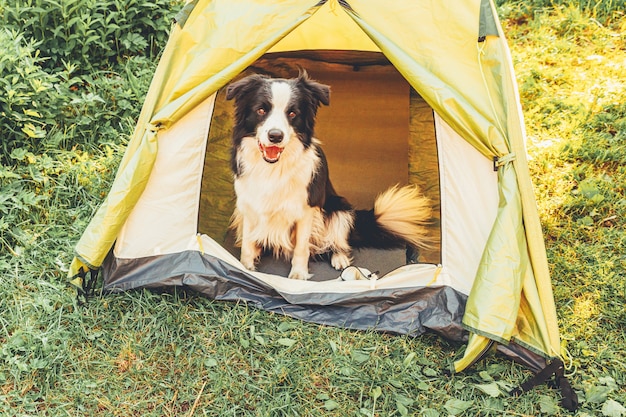 Outdoor ritratto di carino divertente cucciolo di cane border collie seduto all'interno in tenda da campeggio. Viaggio di animali domestici, avventura con il cane da compagnia. Guardiano e protezione del campeggio. Concetto di viaggio turistico