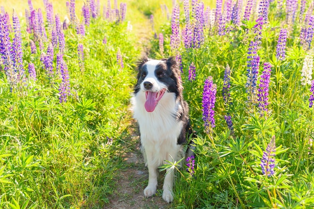 Outdoor ritratto di carino sorridente cucciolo border collie seduto su erba, sfondo fiore viola. Cagnolino con faccia buffa