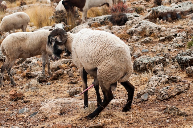 Ovis orientalis aries la pecora è un mammifero quadrupede domestico