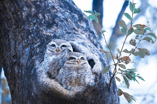 Owl Nest su un albero