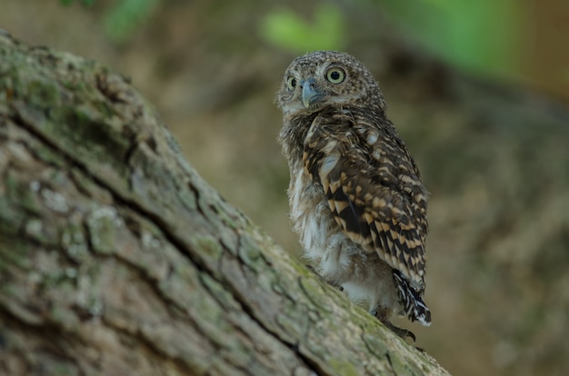 Owlet barrato asiatico (cuculoides di glaucidium) sull&#39;albero in natura