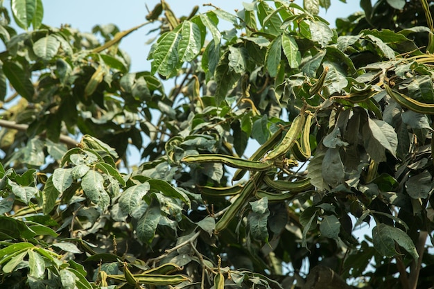 Pacae pacay pod Perù peruviano frutta cibo latino sudamericano