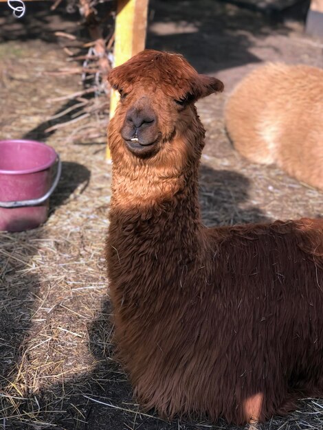 Pacchetto di foto di stock di alpaca