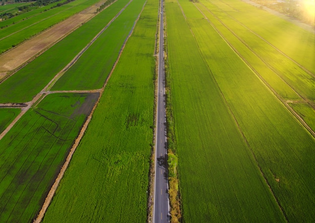 Pacchi agricoli di diverse colture con strada