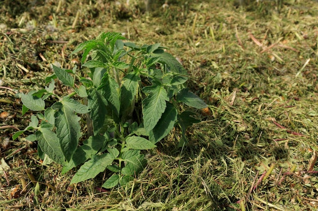 Pacciamatura del terriccio su un letto vegetale con erba falciata dal prato produzione di fertilizzante organico biohumus Erosione della terra