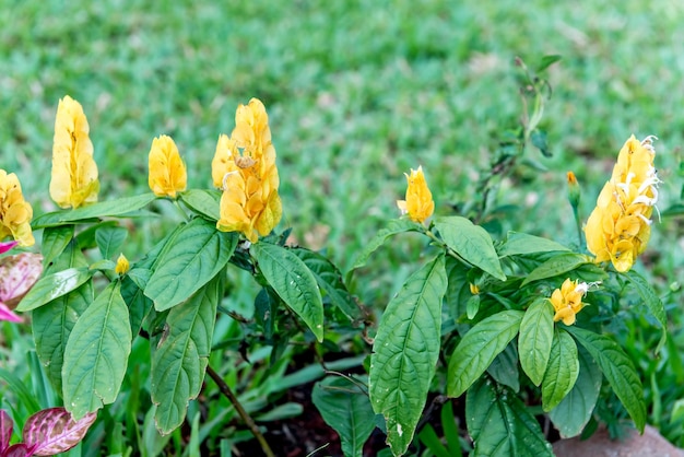 Pachystachys lutea conosciuta come la pianta del gambero d'oro o la pianta del lecca-lecca da vicino