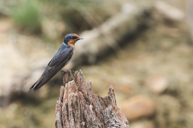 Pacific Swallow sul legno secco in natura che è classificato nei vertebrati