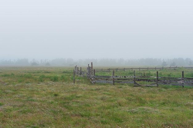 Paddock del bestiame del paesaggio rurale su un prato nebbioso