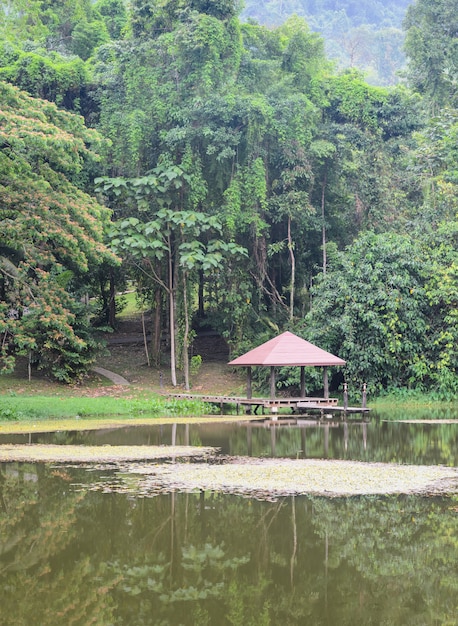 Padiglione sul lago in foresta pluviale, Tailandia