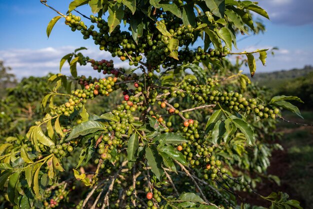 Paesaggi Caffè Fagioli rossi e verdi Foglie Piante Vegetazione Campi Prati Agricoltura