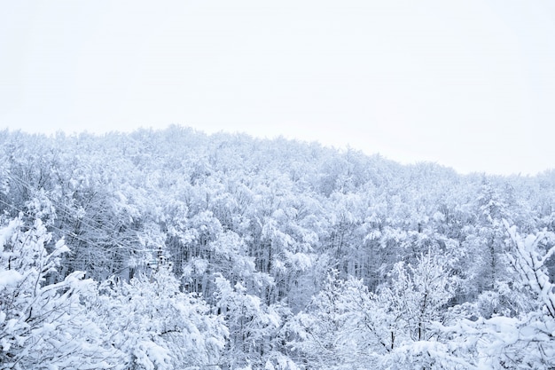 Paesaggi della foresta invernale con la neve che cade - parco delle meraviglie con nevicate. Paesaggio invernale innevato