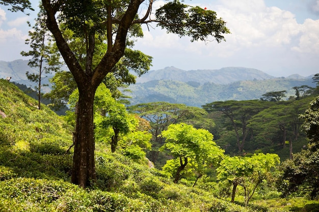 Paesaggi dello Sri Lanka