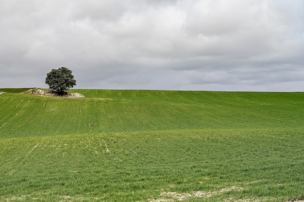 Paesaggi di cereali delle montagne orientali di Granada