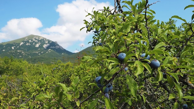 Paesaggi di montagna del Caucaso settentrionale, il monte Beshtau e un susino. Pjatigorsk, Russia.