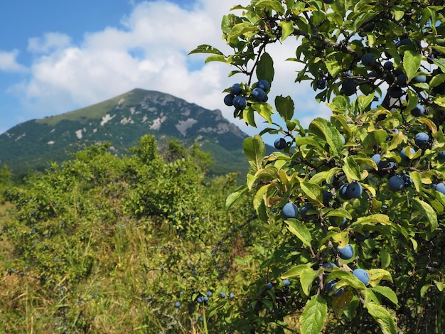 Paesaggi di montagna del Caucaso settentrionale, il monte Beshtau e un susino. Pjatigorsk, Russia.