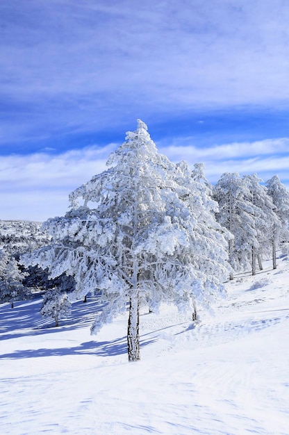 Paesaggi innevati dall'interno di granada spagna