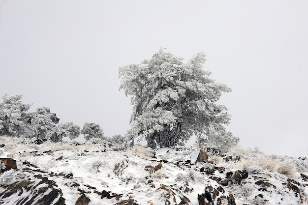 Paesaggi innevati dall'interno di granada spagna