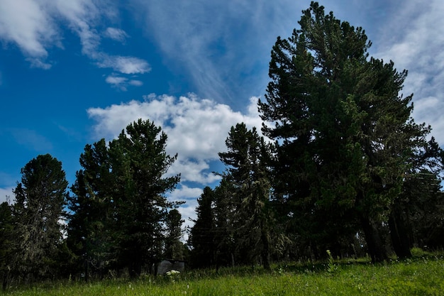 paesaggi mozzafiato viaggiando in estate Altai