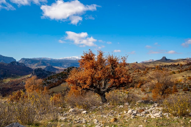 paesaggi pacifici nella natura