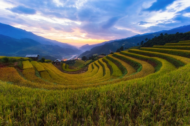 Paesaggio a terrazze della risaia