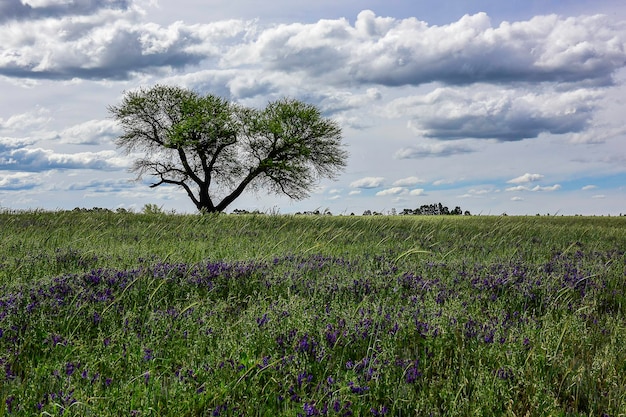 Paesaggio ad albero nella provincia di Pampas Patagopnia Argentina